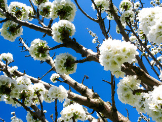 White Flower Blossom with Blue Sky