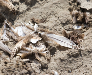 bird feathers on the ground