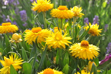 Yellow strawflower in the garden