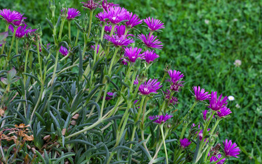Fototapeta premium Purple Iceplant 