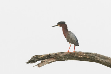 Striated Heron Looking Out from Branch