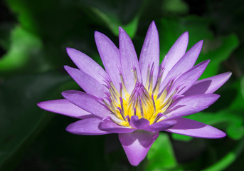 Lotus flower , water lilies