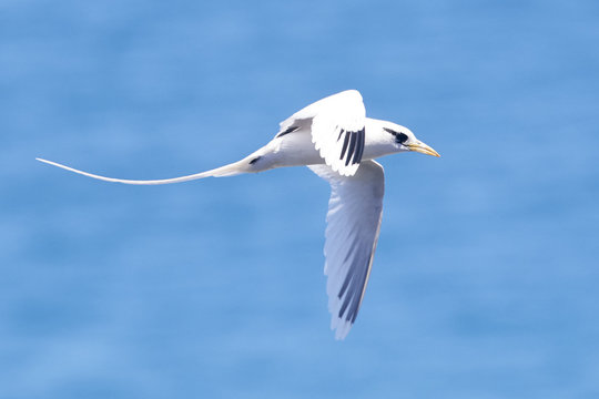 White Tailed Tropicbird Flying Over the Ocean