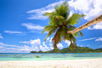 Tropical palm beach in Mahe Island, Seychelles