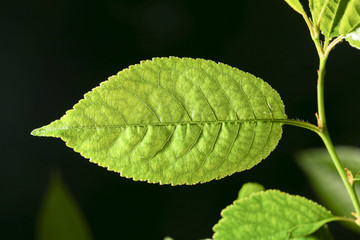 leaves on a black background. close