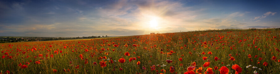 Beautiful panoramic view of the poppies at sunset - obrazy, fototapety, plakaty