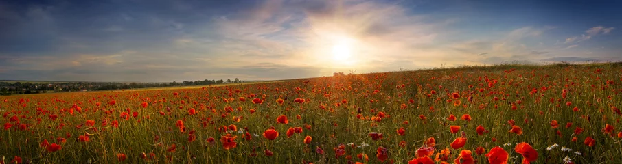 Selbstklebende Fototapete Mohnblumen Beautiful panoramic view of the poppies at sunset