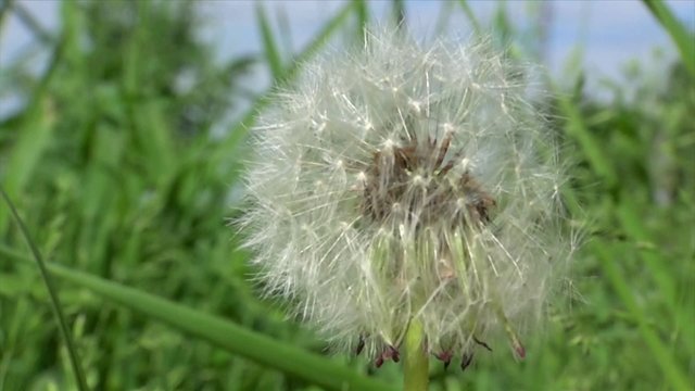 Dandelion seeds blowing from stem (Seed dispersal). High speed shooting.