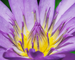 Lotus flower , water lilies