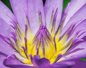 Store enrouleur tamisant Nénuphars Lotus flower , water lilies