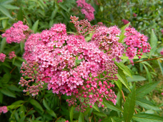 Obraz premium spirea