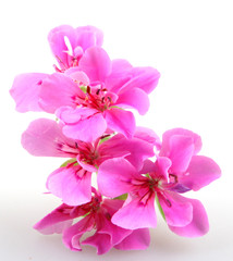 Obraz premium Geranium Pelargonium