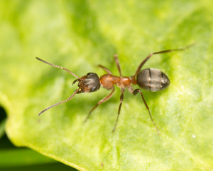 Ant on a green leaf. close