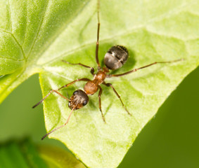 Ant on a green leaf. close