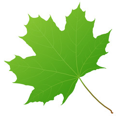 Fototapeta premium green maple leaf