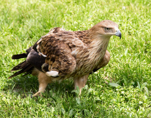 Portrait of an eagle on a background of green grass