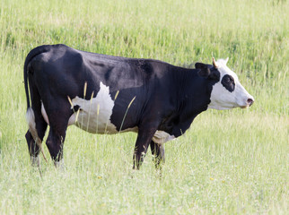 cow on the pasture