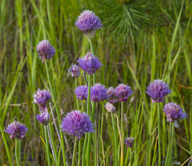 onion chives