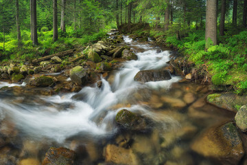 River in summer forest. Beautiful natural landscape