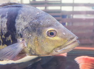  fishes swimming in aquarium