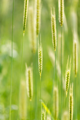 Fototapeta na wymiar ears of wheat on the nature