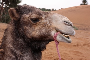 Maroc, les chameaux 2