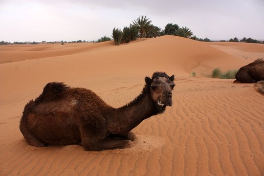 Maroc, les chameaux 3