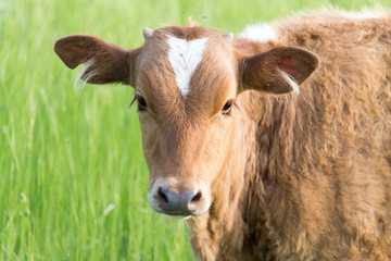 portrait of a cow