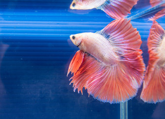 Fototapeta premium fighting fish in a bowl