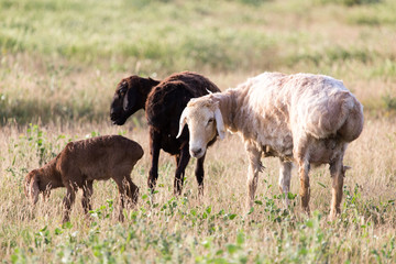 sheep in the pasture