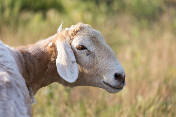 sheep in the pasture