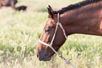 horse portrait