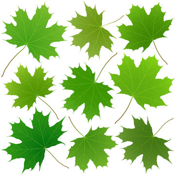 green maple leaves