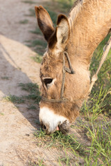 Donkey eating grass