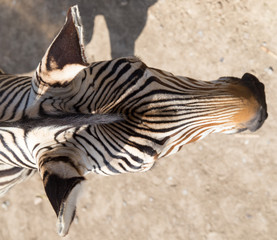 zebra