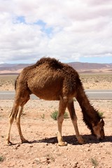 Maroc, les chameaux 8