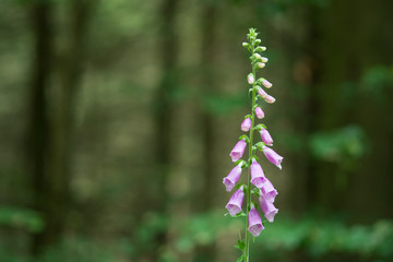common foxglove, Roter Fingerhut