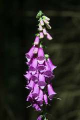 Obraz premium common foxglove, Roter Fingerhut