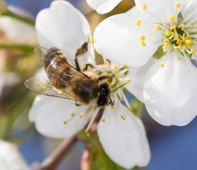 bee on a white flower on a tree