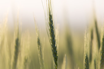 Fototapeta premium ears of wheat at sunset