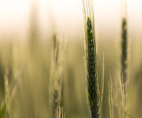 ears of wheat at sunset