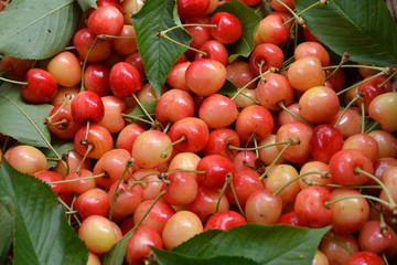 Gros plan cerises bigarreau napoléon 