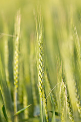 ears of wheat on the nature