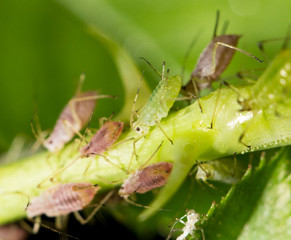 aphids on the plant. close