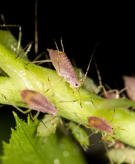 aphids on the plant. close