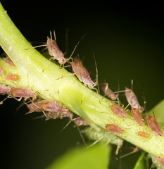 aphids on the plant. close