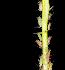aphids on the plant. close