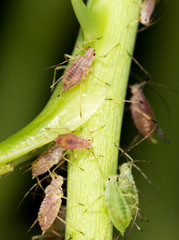 aphids on the plant. close