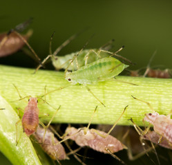 aphids on the plant. close