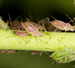 aphids on the plant. close